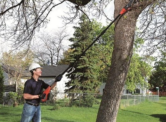 tree trimming knoxville tn